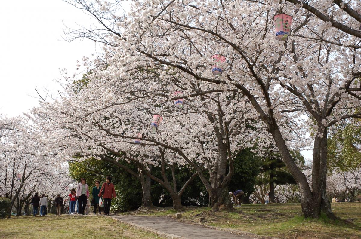 刈谷桜まつり（洲原公園）