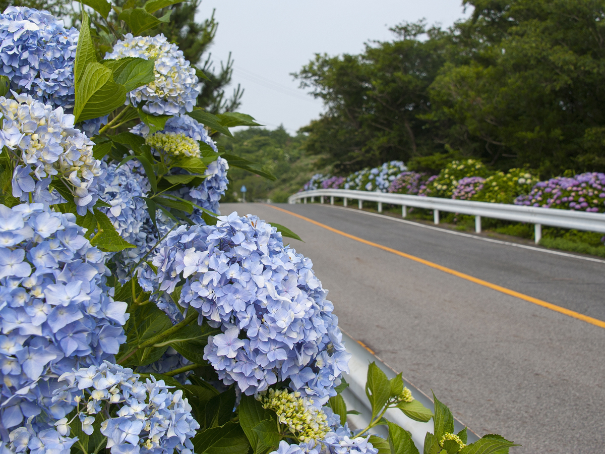 三ヶ根山あじさいまつり