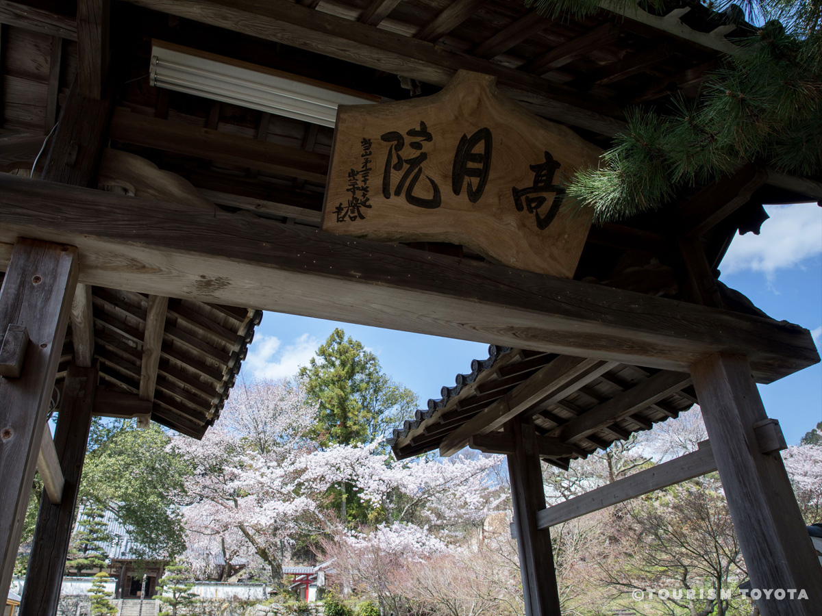 高月院しだれ桜