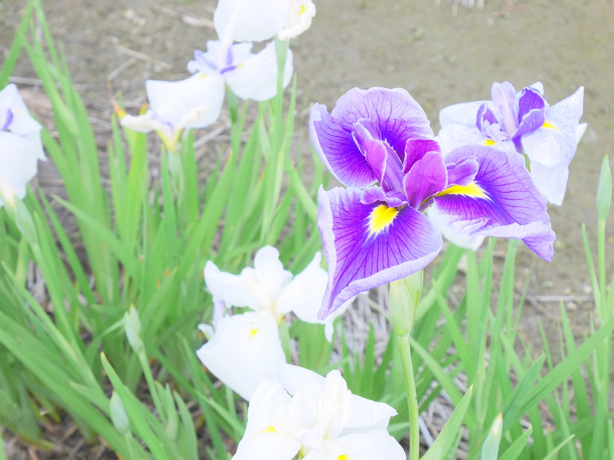 油ヶ渕遊園地（花しょうぶ園）