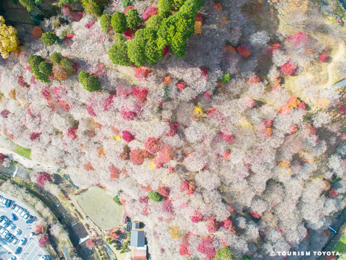 川見四季桜の里