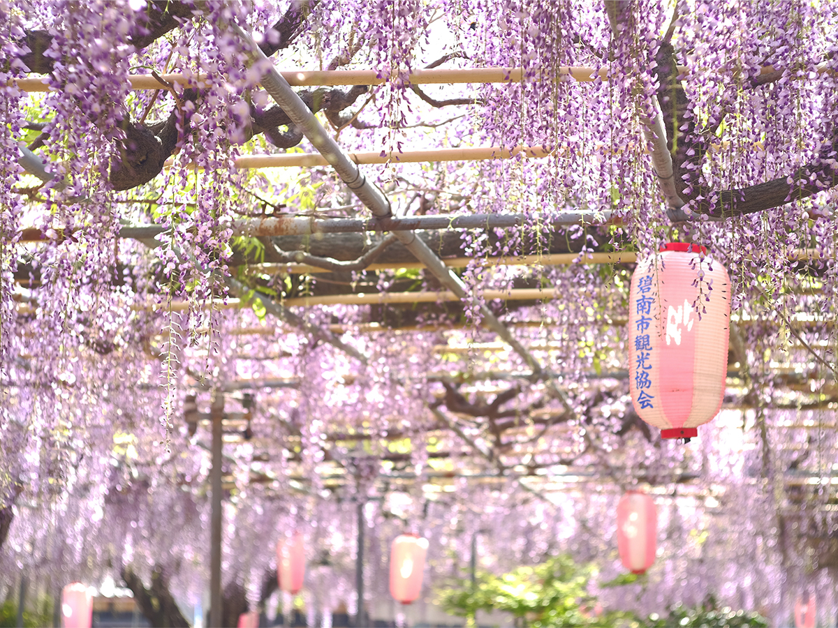 広藤園藤まつり