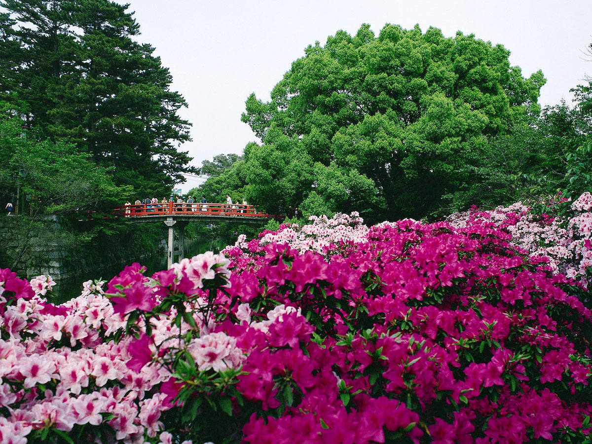 岡崎公園（つつじ）