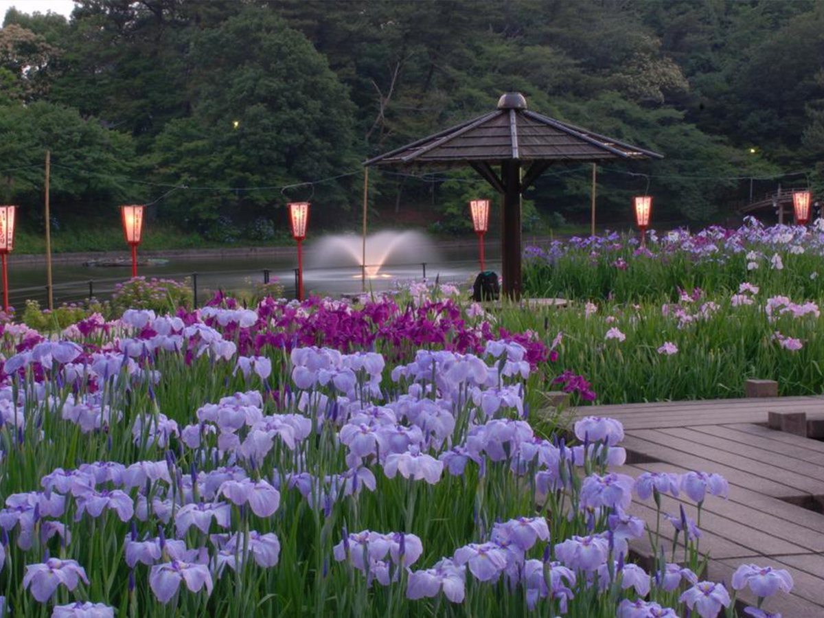 東公園花菖蒲まつり