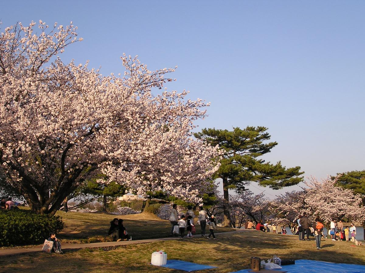 刈谷桜まつり（洲原公園）