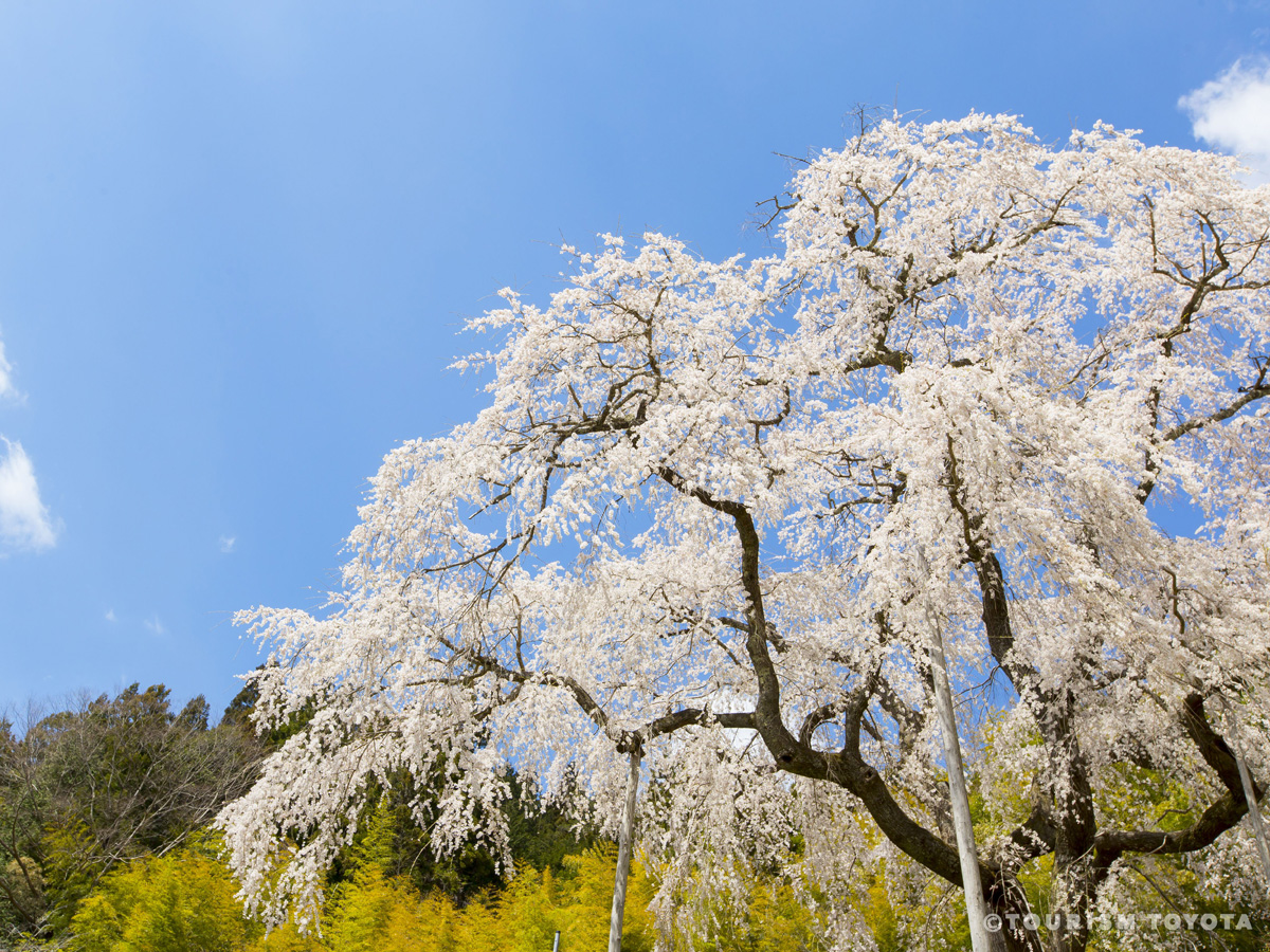 大安寺しだれ桜