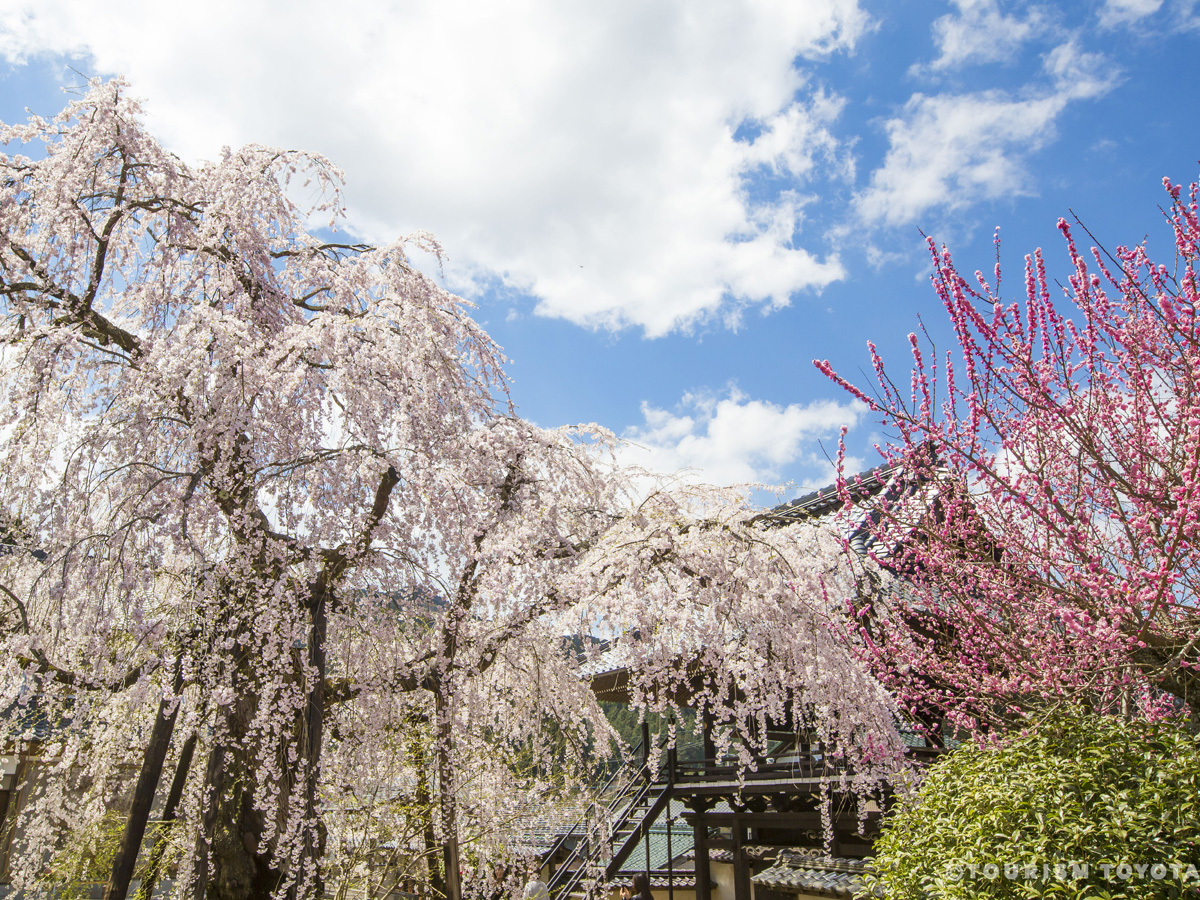 瑞龍寺しだれ桜