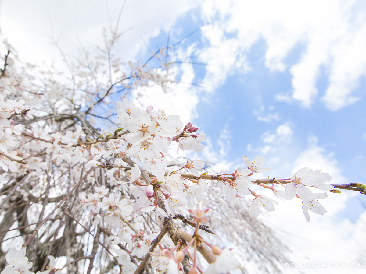 金剛寺のしだれ桜