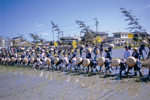 六ッ美悠紀斎田お田植まつり