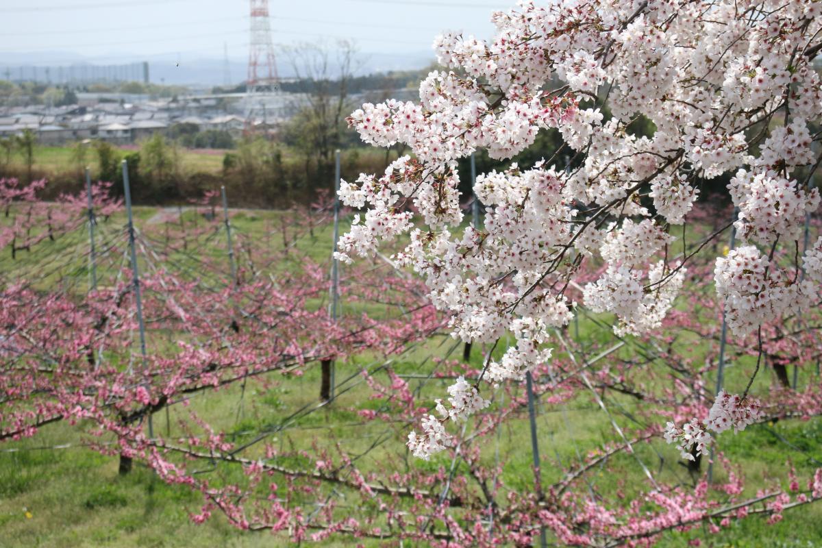 観桃会（舞木町の桃の開花）