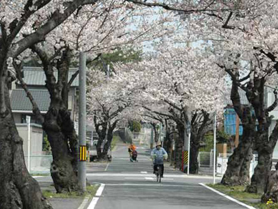 桜のトンネル