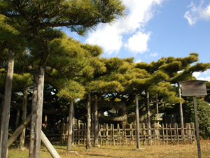 永安寺の雲竜の松