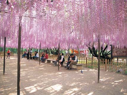 岡崎公園（五万石藤）