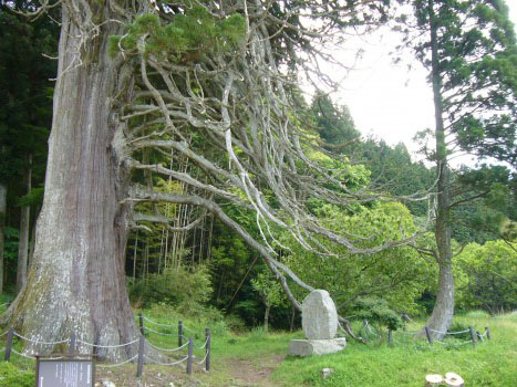 巨木めぐり（切山の大杉）