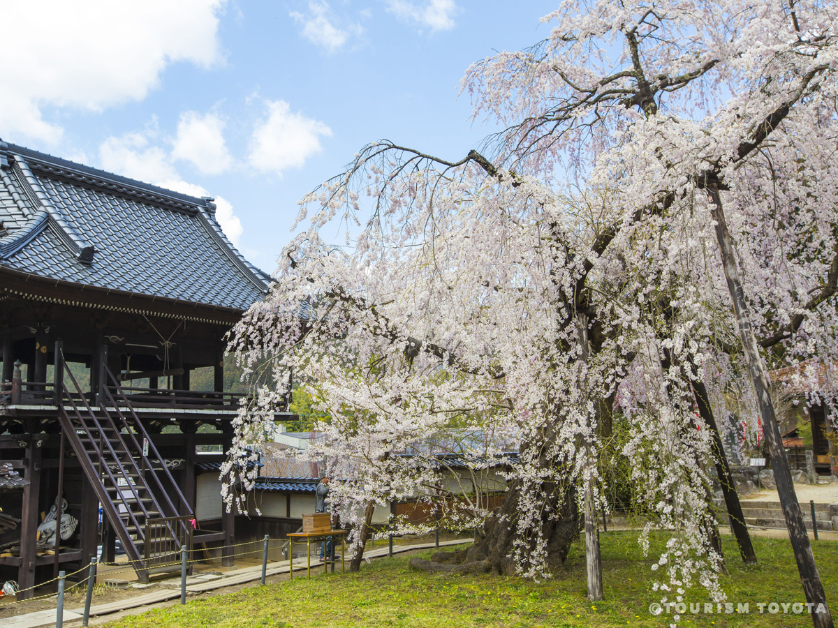 瑞龍寺しだれ桜