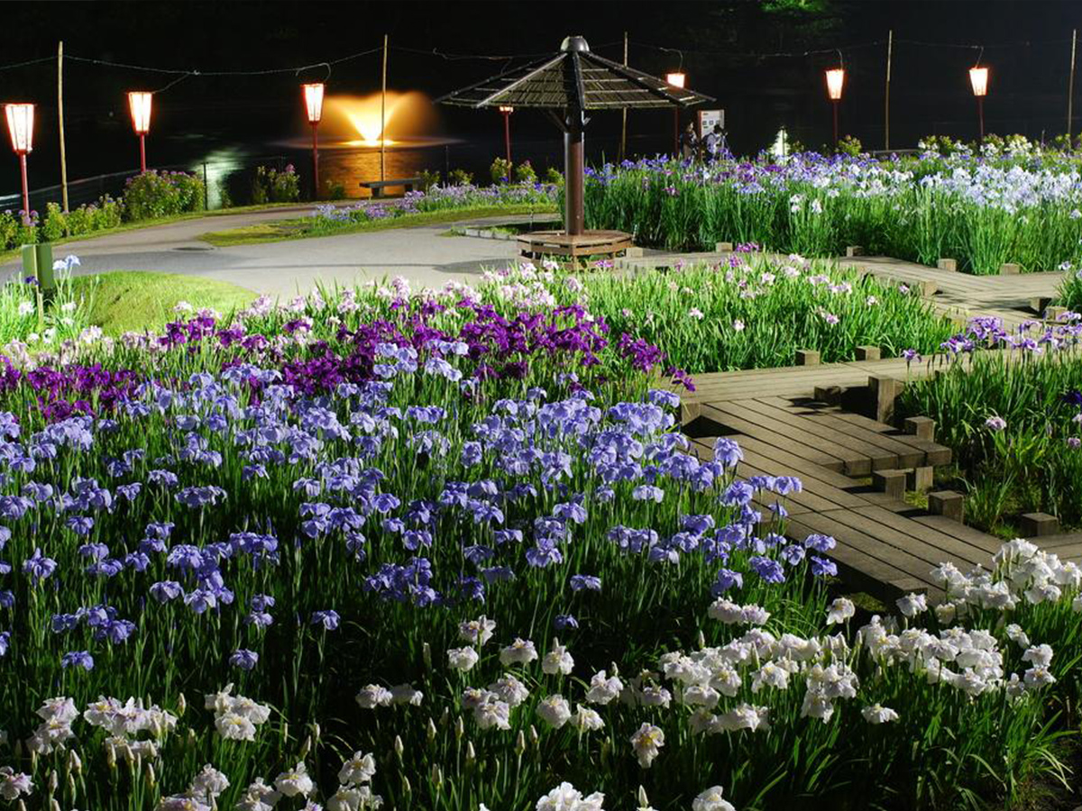 東公園花菖蒲まつり