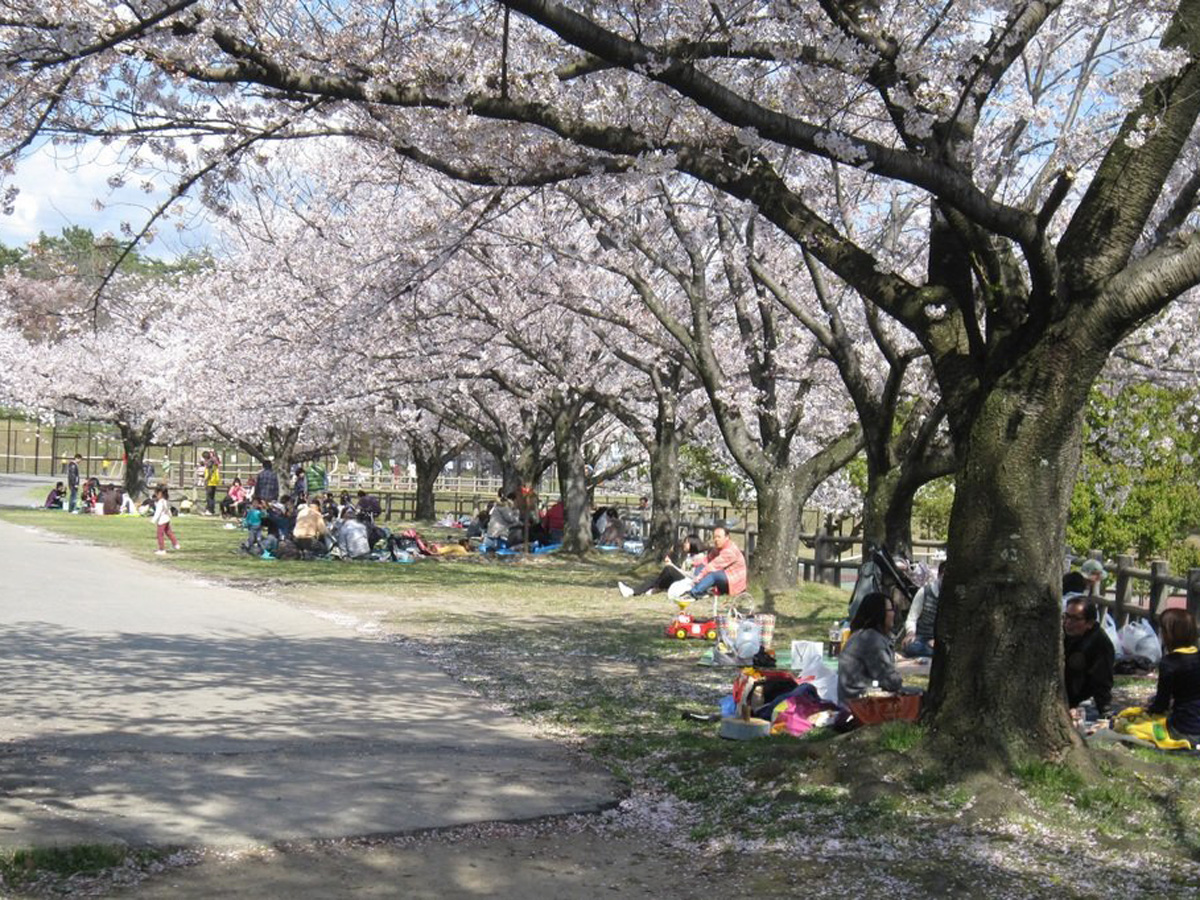 南公園はるフェスタ