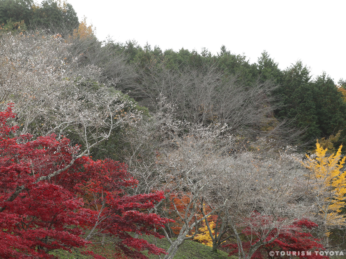 小原ふれあい公園（四季桜）