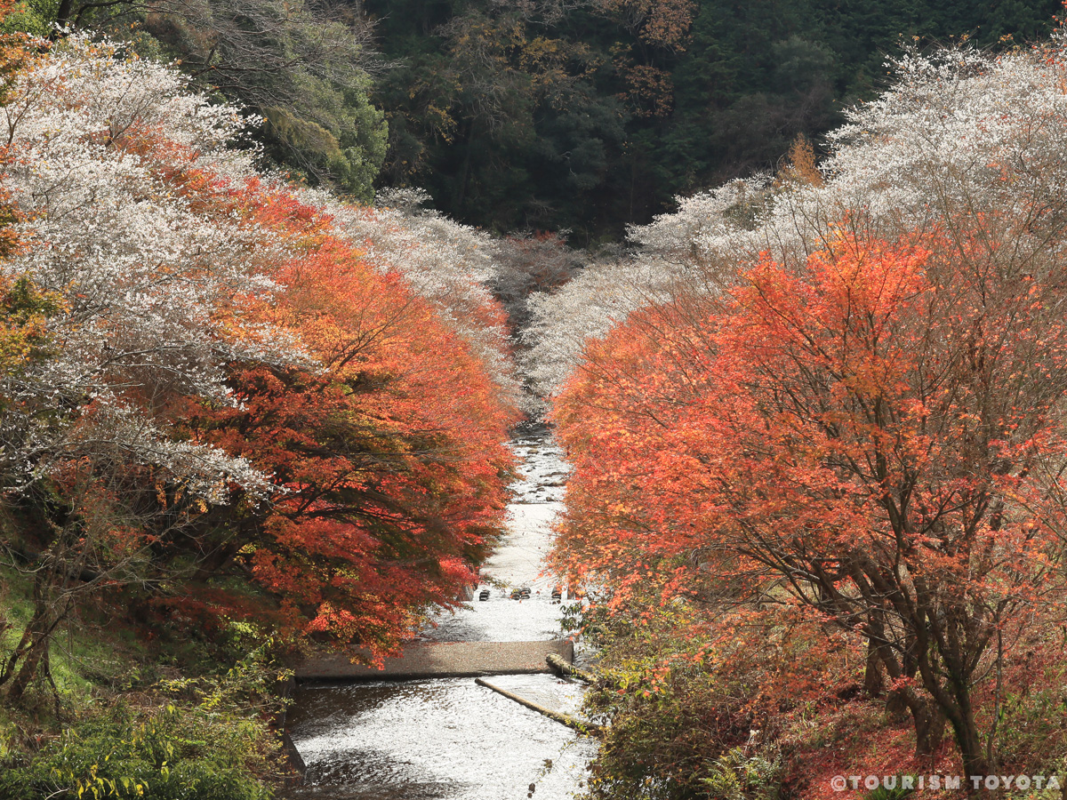 小原四季桜まつり