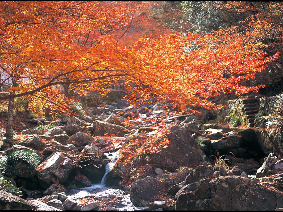 くらがり渓谷紅葉まつり