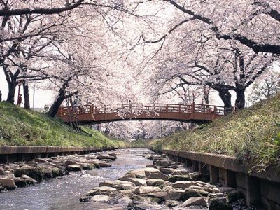 伊賀川の桜並木