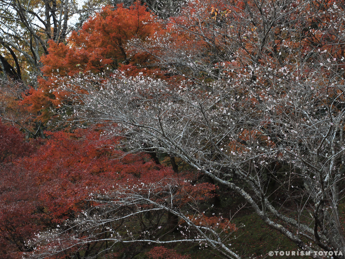 小原ふれあい公園（四季桜）