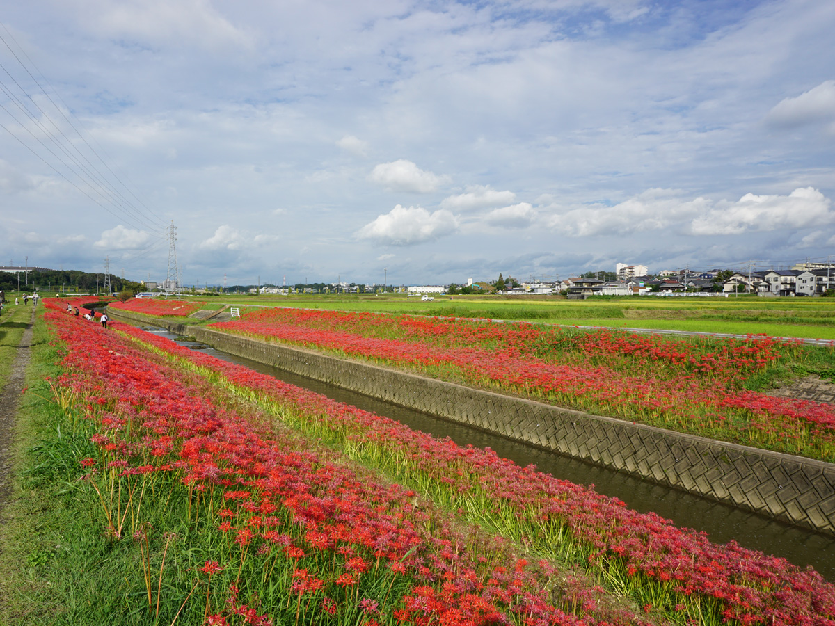 逢妻女川・彼岸花