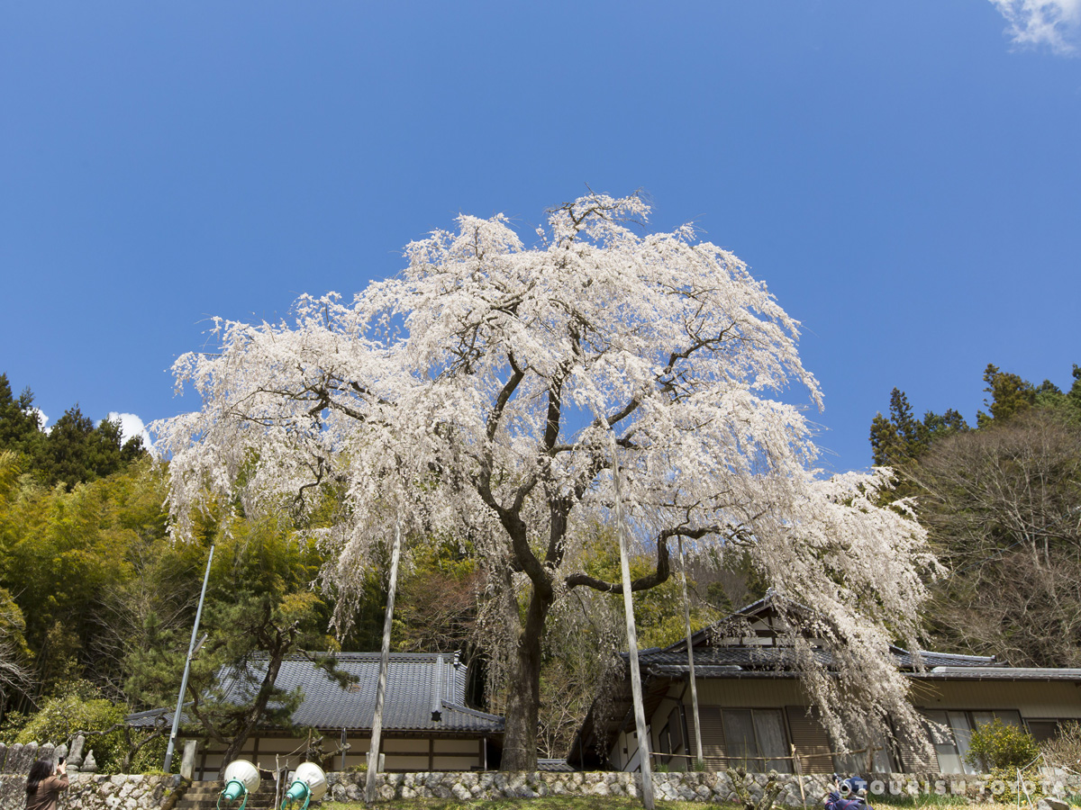 大安寺しだれ桜まつり 愛知県西三河エリアの公式観光サイト 西三河ぐるっとナビ