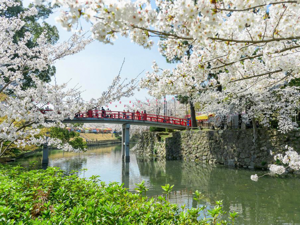 岡崎の桜まつり