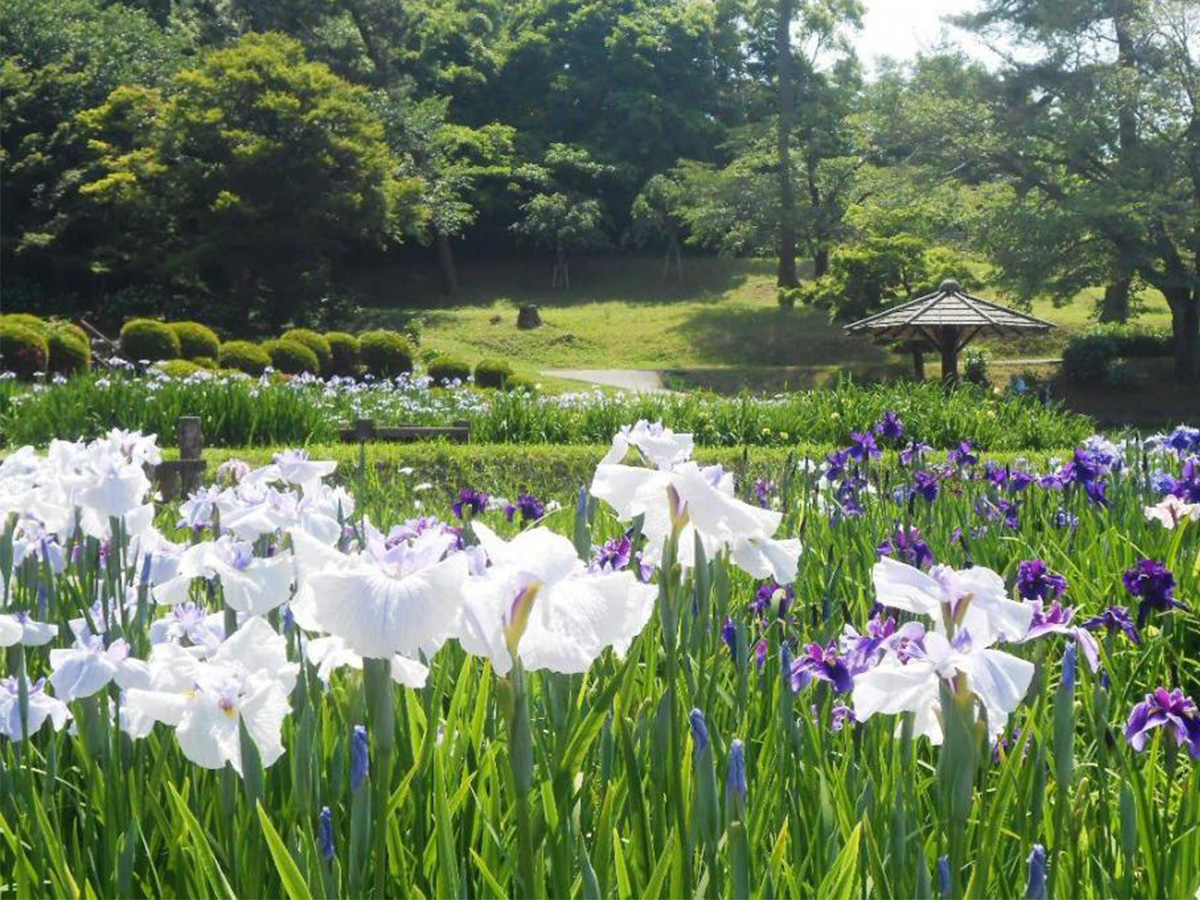 東公園花菖蒲まつり