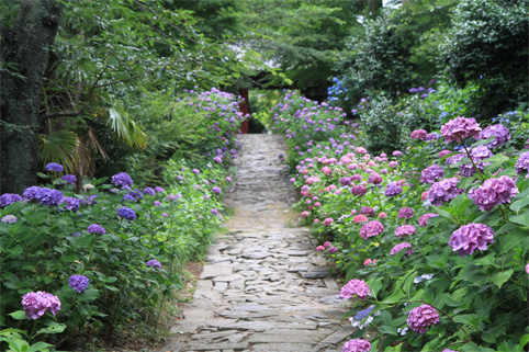 本光寺紫陽花まつり