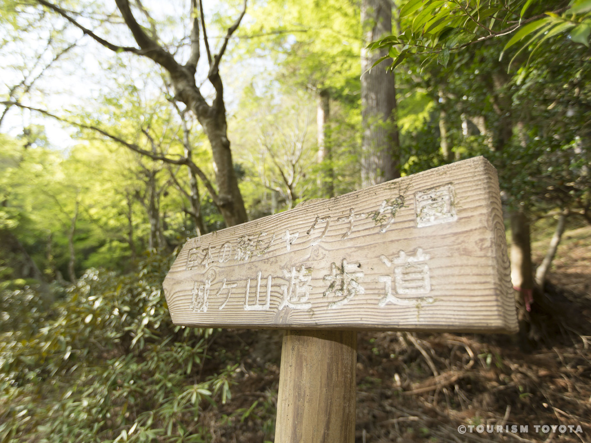 大井平公園シャクナゲ