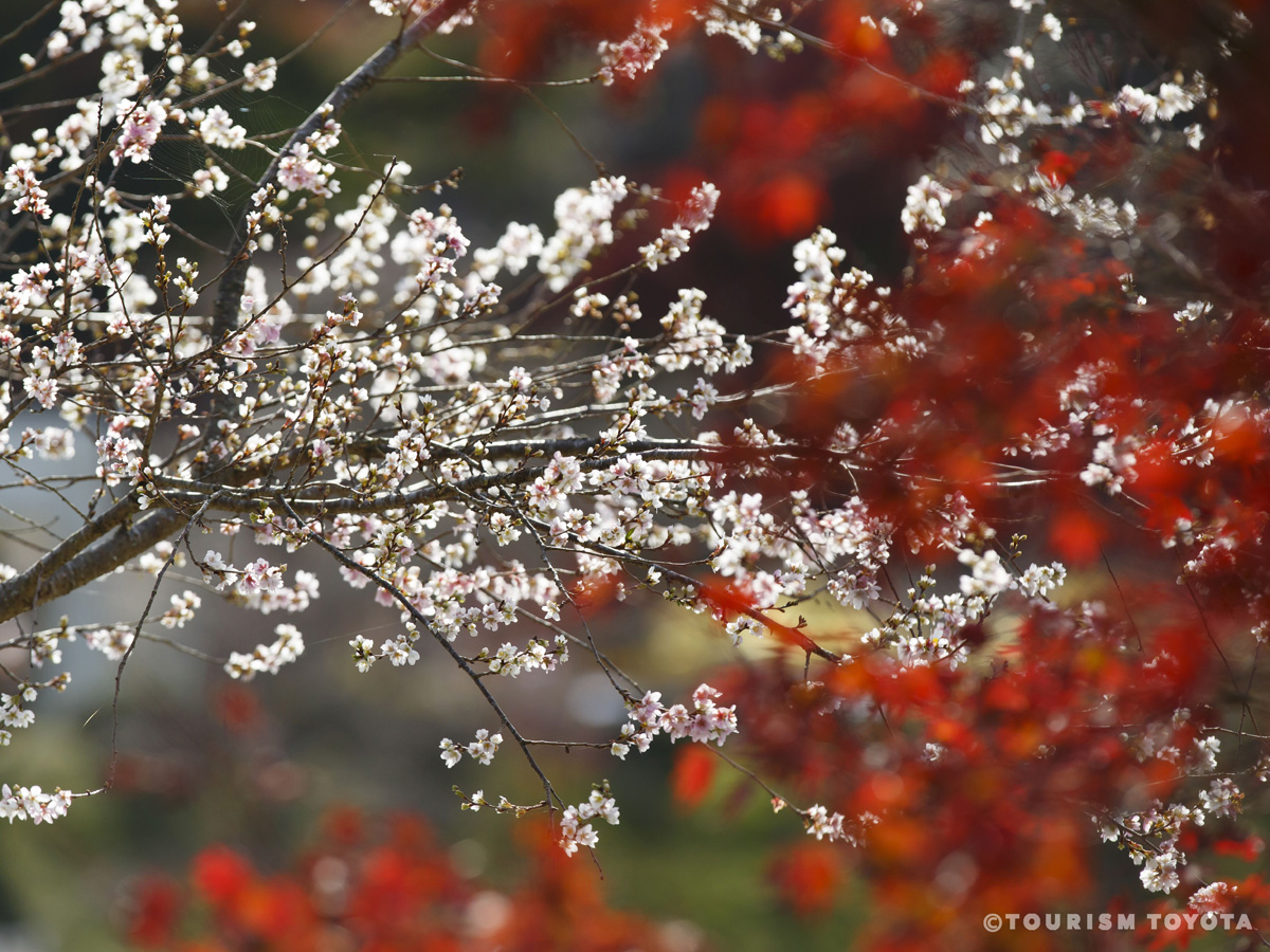 小原四季桜まつり