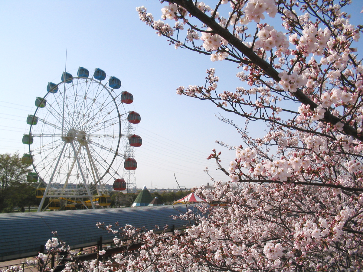 明石公園桜まつり