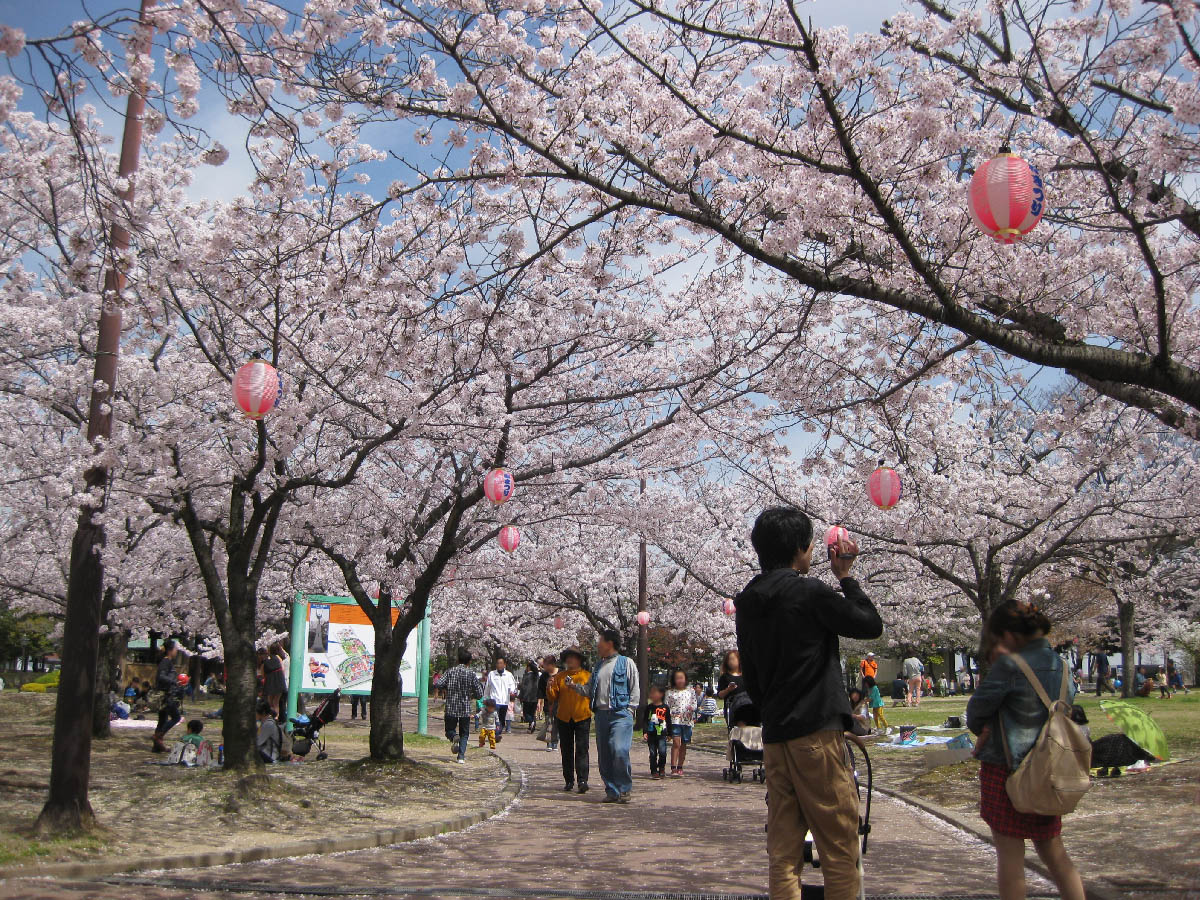 明石公園桜まつり