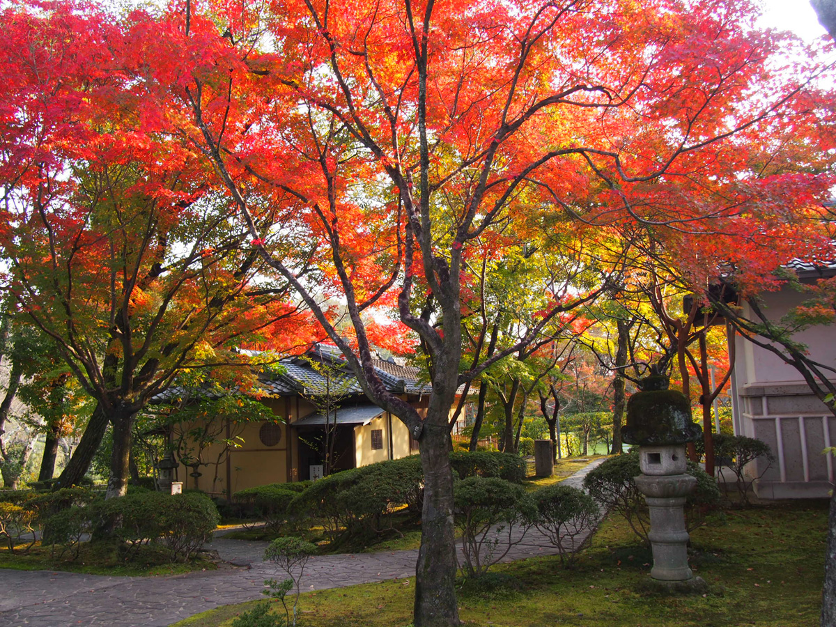 勘八峡紅葉ウォーキング