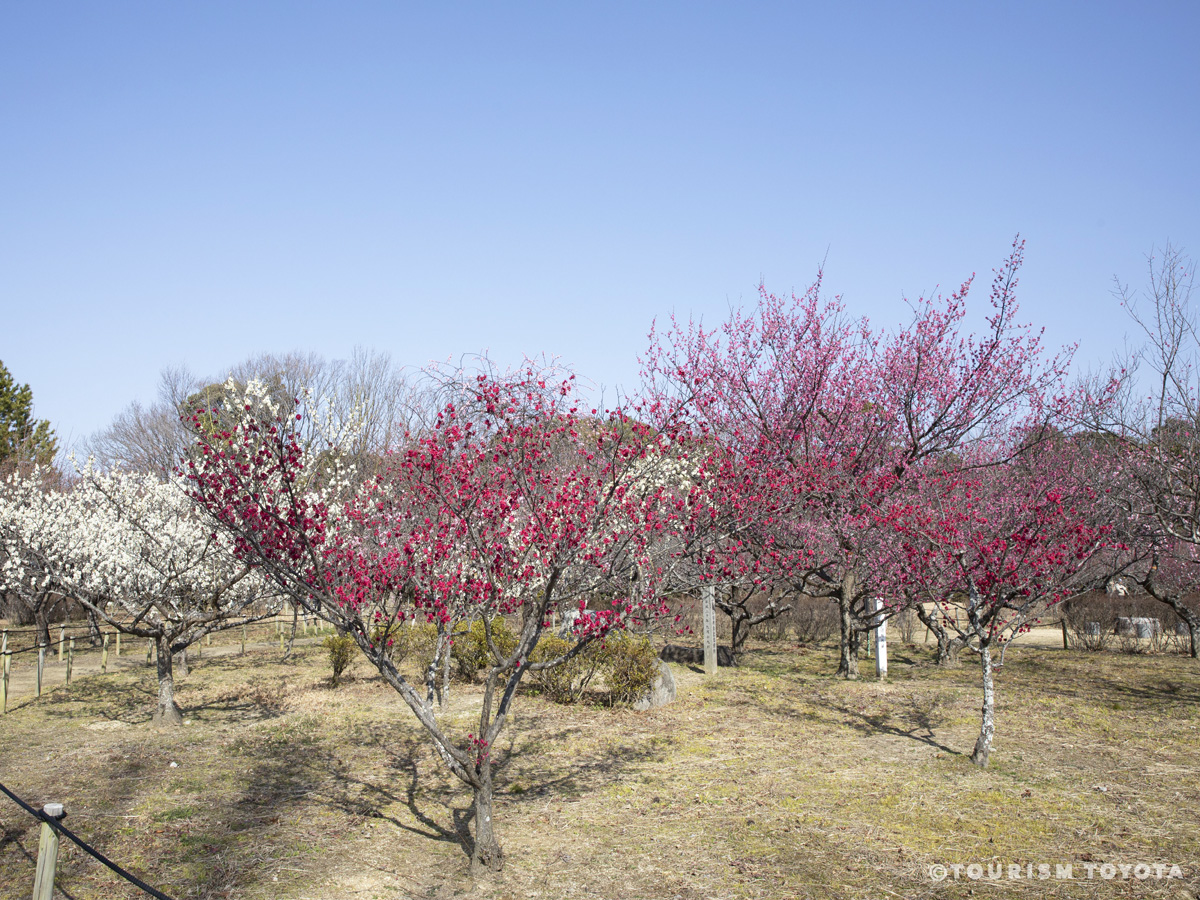 平芝公園梅まつり