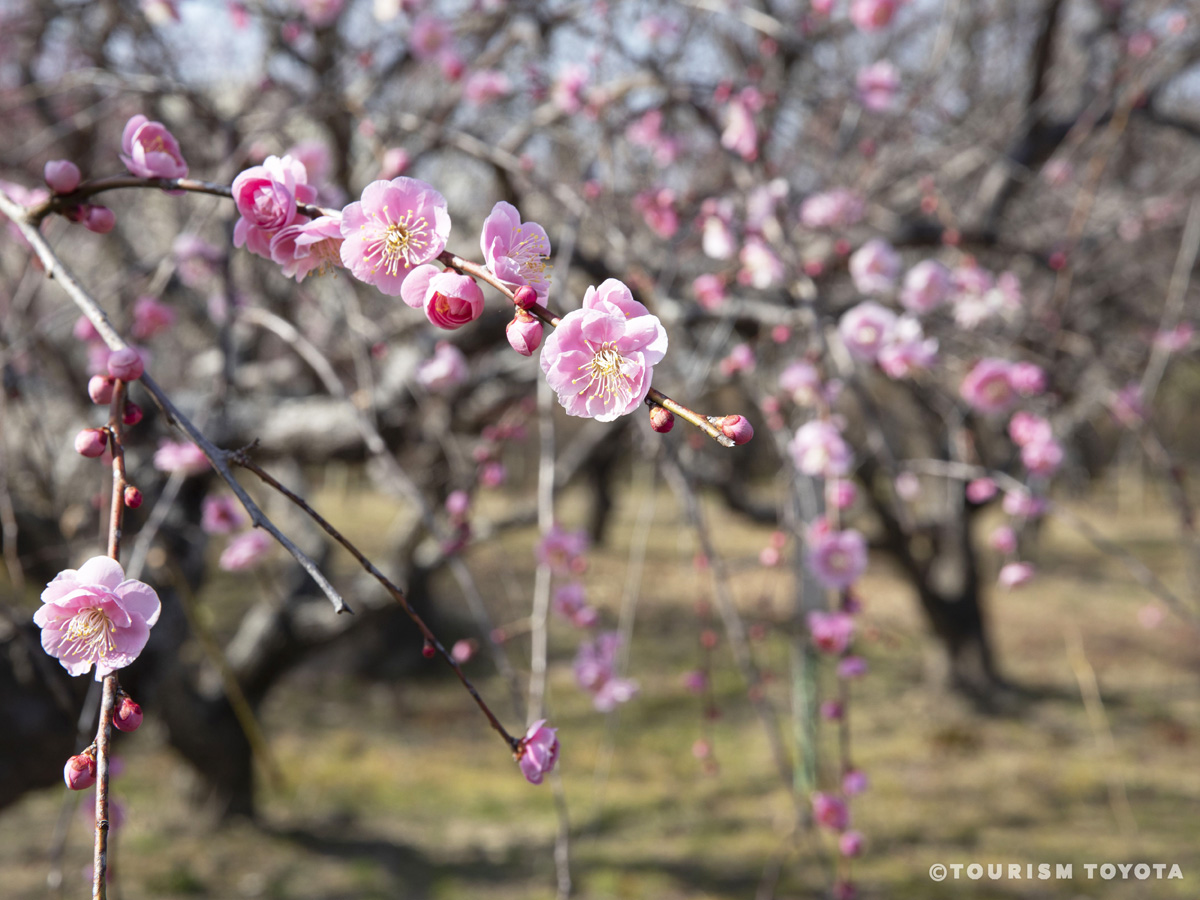 平芝公園梅まつり