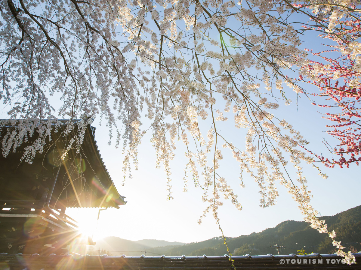 瑞龍寺しだれ桜