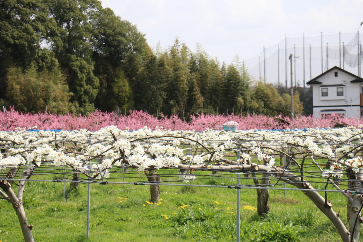 観桃会（舞木町の桃の開花）