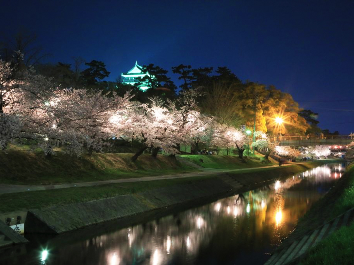 岡崎の桜まつり