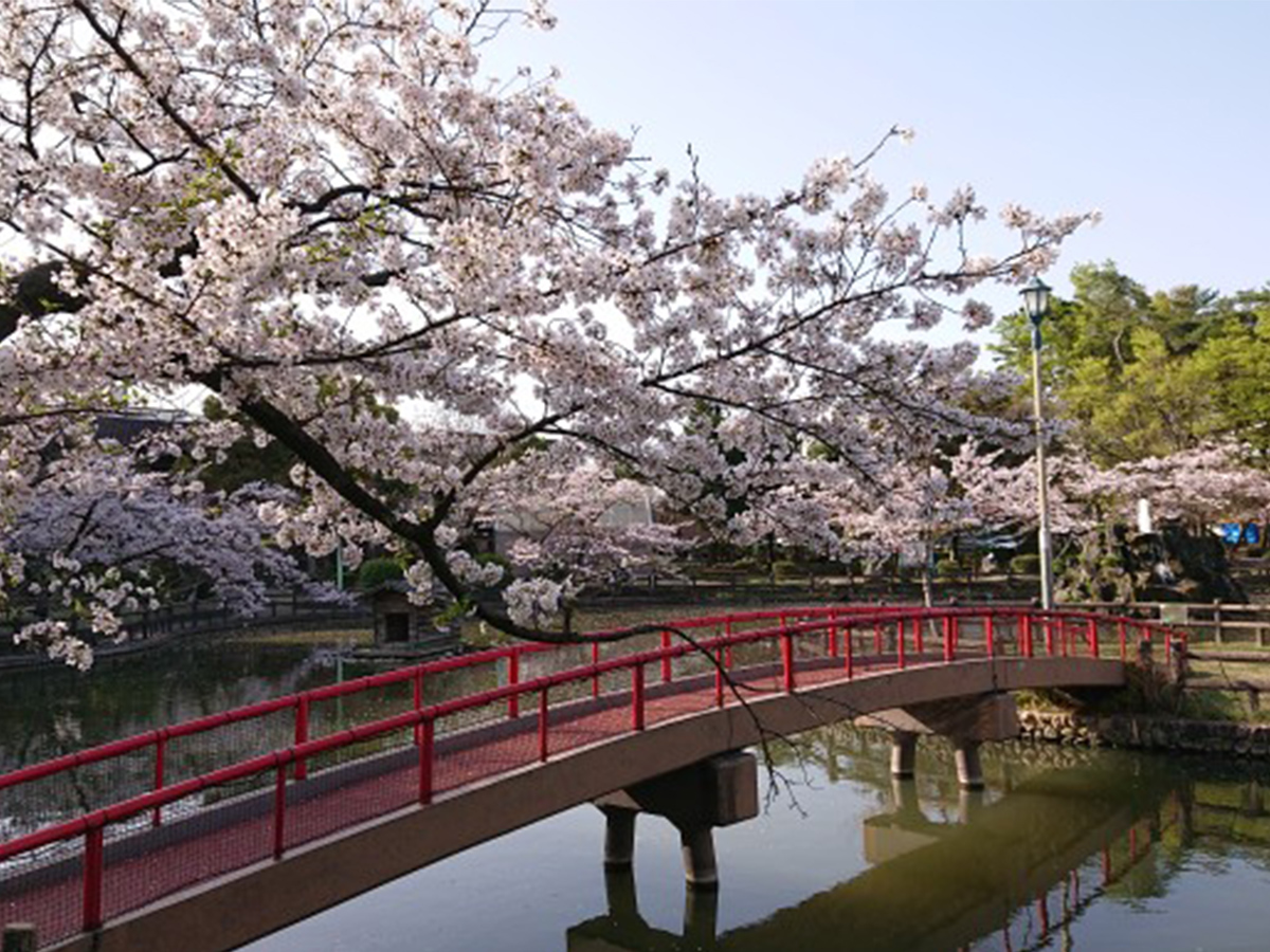安城桜まつり