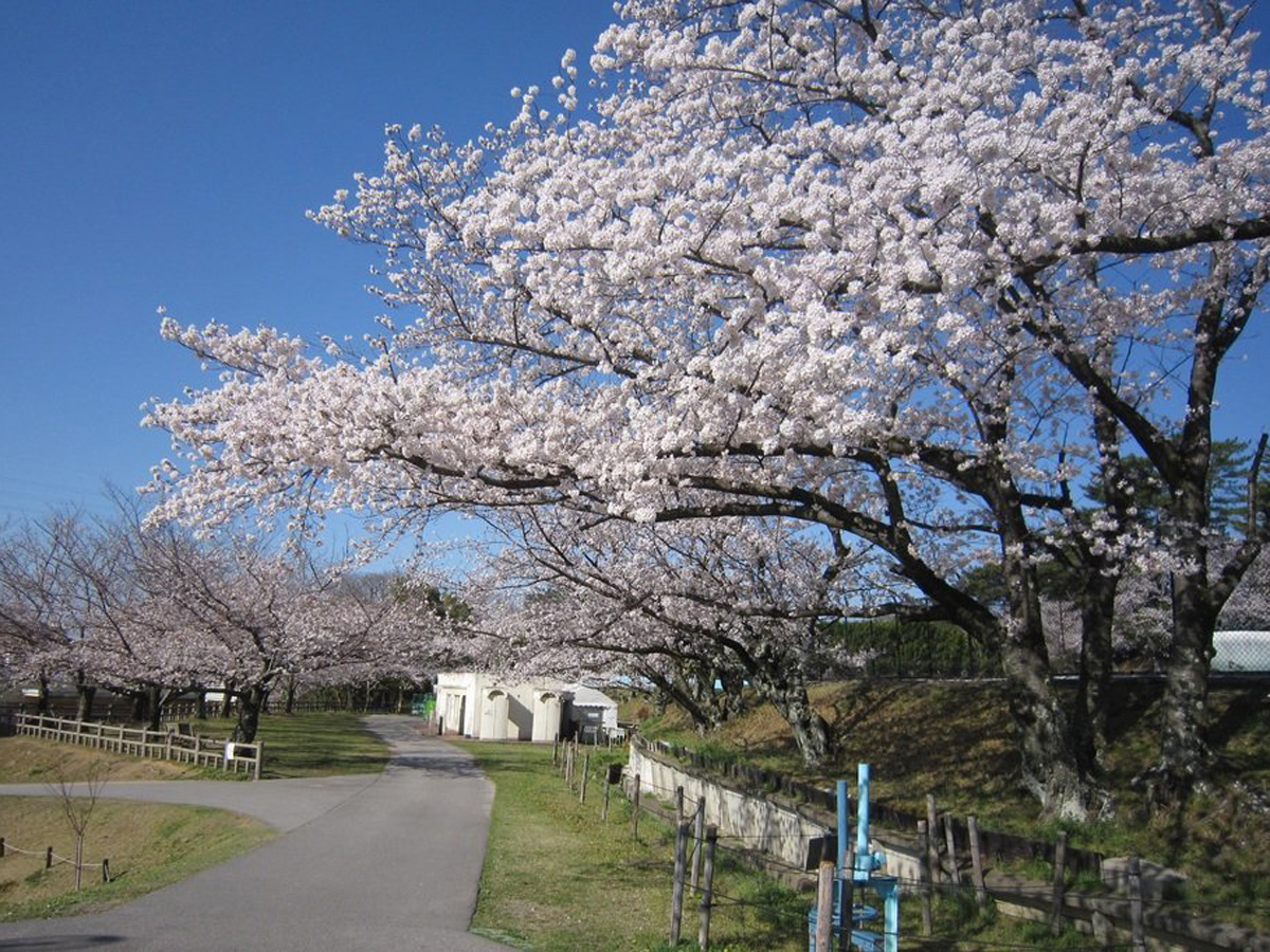 南公園はるフェスタ