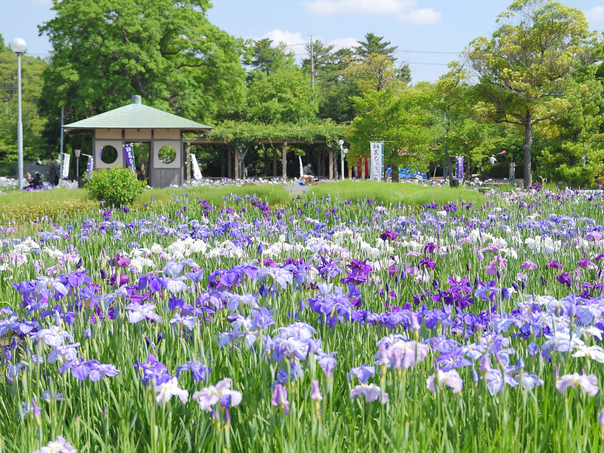 油ヶ渕遊園地（花しょうぶ園）