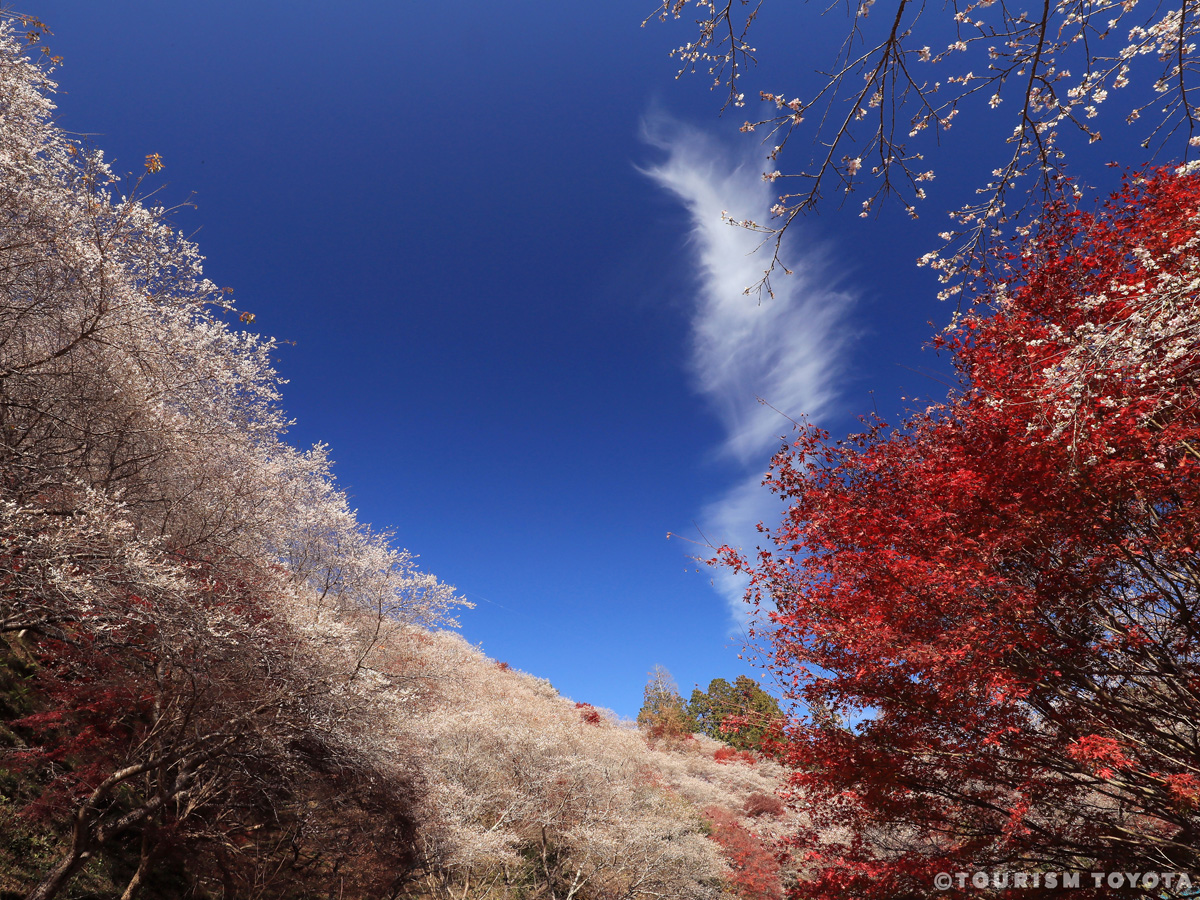 小原四季桜まつり