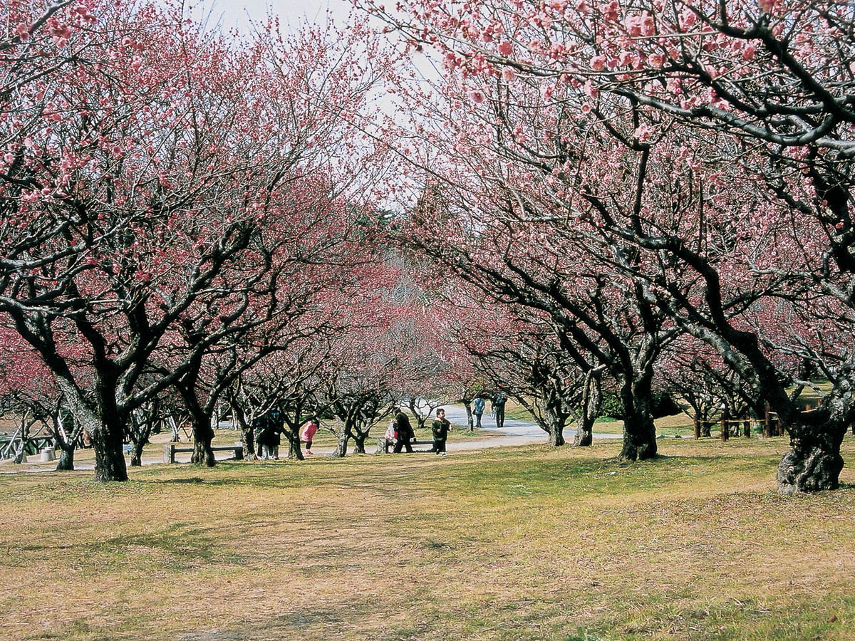 南公園 梅まつり