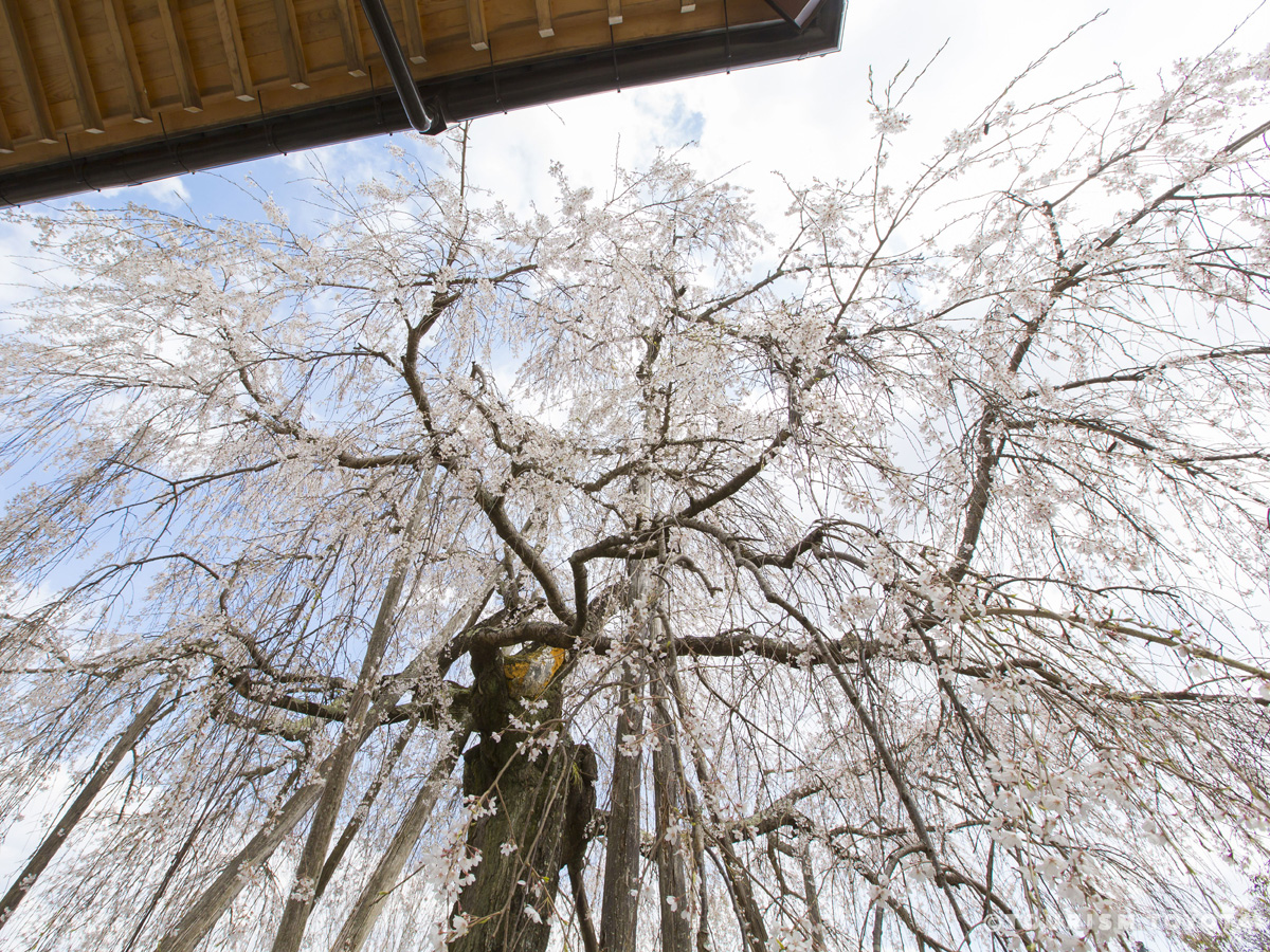 金剛寺のしだれ桜