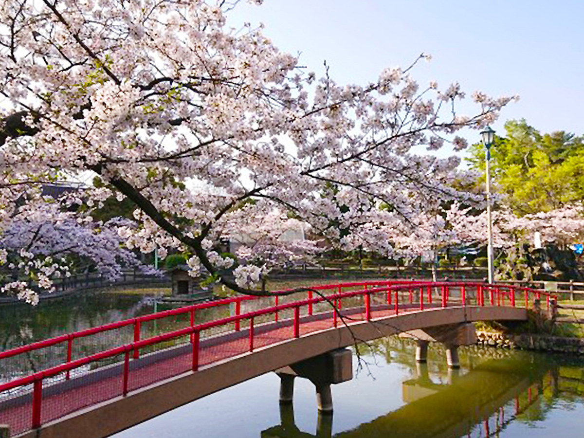 安城桜まつり