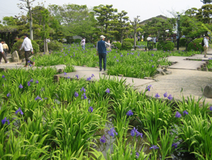 八橋かきつばた園