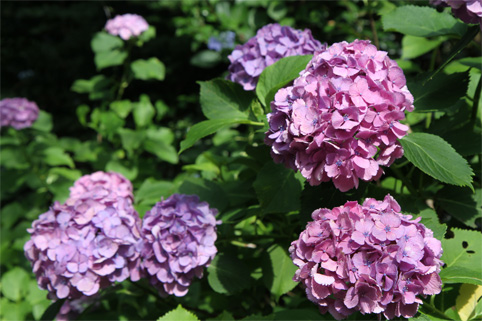 本光寺紫陽花まつり